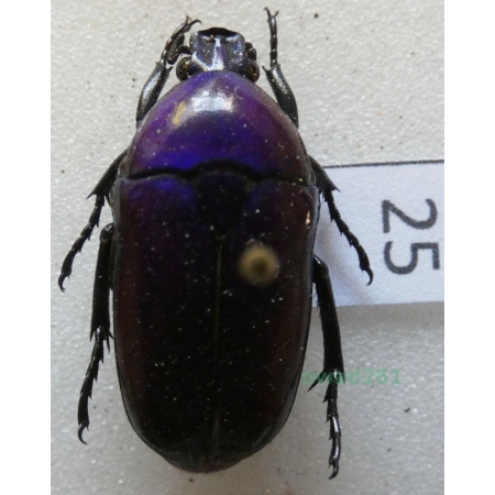 Chlorocala africana oertzeni Kolbe, 1895 ex. ovo Tanzania25